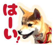 840544517