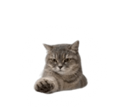 840558538