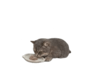 840558546