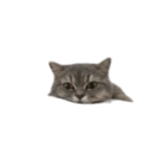 840558547