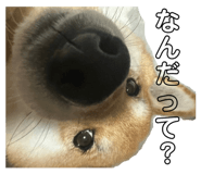 840603365