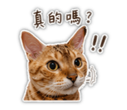 840629253