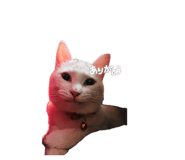 840674619