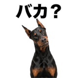 840675589