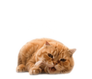 840702154