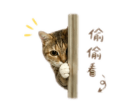 840709981