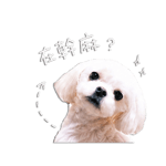 840733233