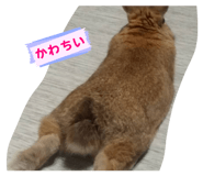 840760555