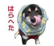 840788518
