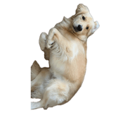 840789088