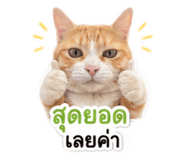 840801017