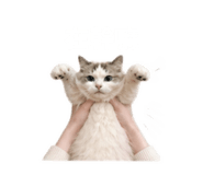 840805800