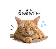 840808362
