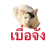 840808527