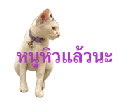 840808528