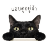 840809013