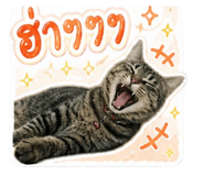 840811266