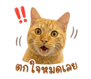 840817509