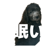 840820215