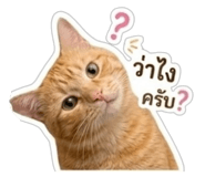 840831644