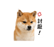 840841604
