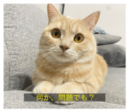 840850810
