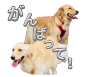 840866161