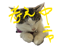 840886091