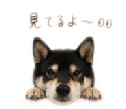 840901799
