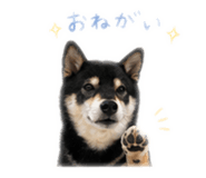 840901808