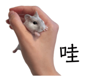 840916003