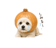 840950620