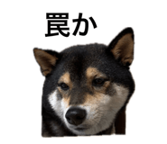 840960008