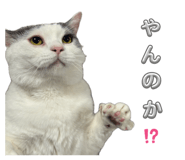 840966156