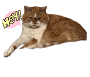 841102232