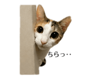 841114036