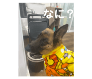 841114194