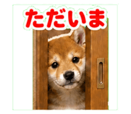 841115981