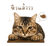 841128014