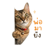 841128020