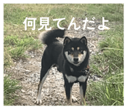 841129043
