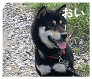 841129047