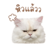 841131323