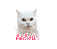 841131855