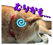 841155416