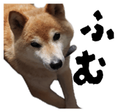 841155427