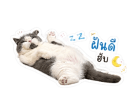 841181156