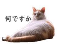 841221742