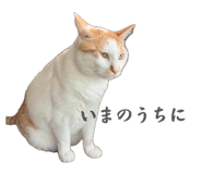 841221743