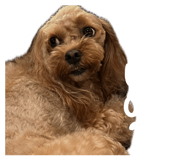 841222877